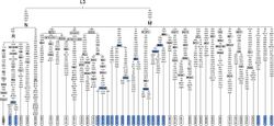 MtDNA tree analysis in Southeast Asia.jpg