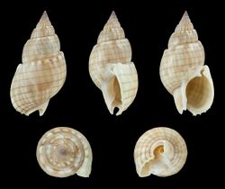 Nassarius glans glans 01.JPG