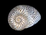 Spotted snail shell