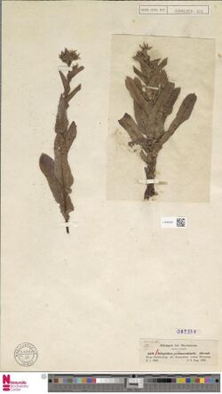 Herbarium sheet of the type specimen of "Alepidea peduncularis"