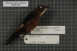 Naturalis Biodiversity Center - RMNH.AVES.54685 1 - Climacteris melanura melanura Gould, 1843 - Climacteridae - bird skin specimen.jpeg