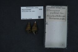 Naturalis Biodiversity Center - RMNH.MOL.175448 - Elimia pybasi (Lea, 1862) - Pleuroceridae - Mollusc shell.jpeg