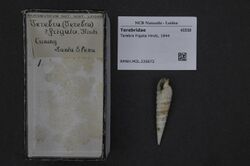 Naturalis Biodiversity Center - RMNH.MOL.226672 - Terebra frigata Hinds, 1844 - Terebridae - Mollusc shell.jpeg