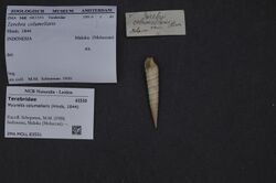 Naturalis Biodiversity Center - ZMA.MOLL.83551 - Myurella columellaris (Hinds, 1844) - Terebridae - Mollusc shell.jpeg