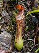 Nepenthes cornuta lower pitcher.jpg