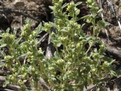 Nevada wormwood, Euphrosyne nevadensis (16659139341).jpg