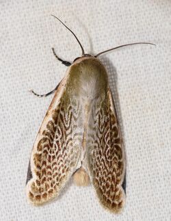 Notodontid Moth (Oxythres splendens) (39017415425).jpg