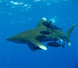 Oceanic Whitetip Shark.jpg