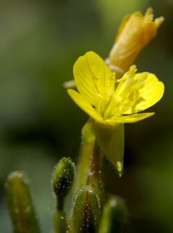 Oenothera perennis (4251330869).jpg