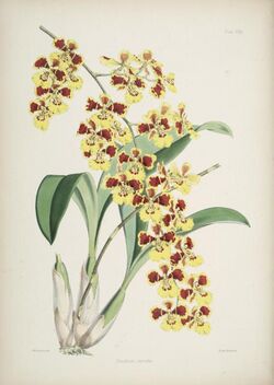 Oncidium sarcodes.jpg