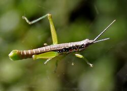 Orthacris species of Grasshopper W IMG 4237.jpg