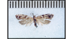 Orthenches similis holotype.png