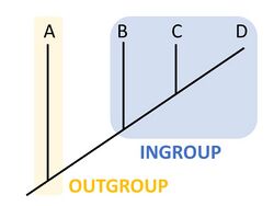 Outgroup.jpg