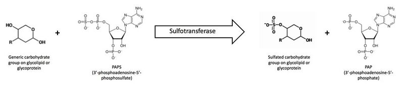 File:Overall Sulfotransferase Reaction.jpg