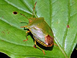 Pentatomidae - Palomena prasina-2.JPG