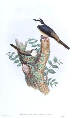 PericrocotusCantonensisGould.jpg
