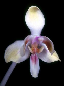 Phalaenopsis celebensis Orchi 001.jpg