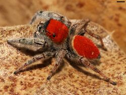 Phidippus whitmani 6282.jpg