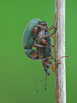 Phyllobius copulation.jpg