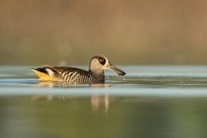 Pink-eared duck - Pitt Town Lagoon.jpg