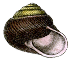 Pommerhelix monacha shell.png