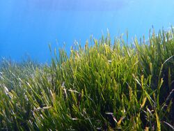 Long wide leaved grass under clear light blue water