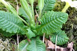 Primula vulgaris ENBLA02.jpg