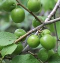 Prunus brigantina img-000182269O.jpg