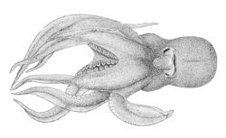 Pteroctopus hoylei.jpg