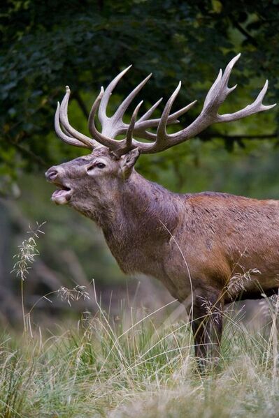File:Red deer stag 2009 denmark.jpg