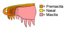Redondavenator snout diagram.png