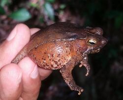 Rhinella sternosignata 62640906.jpg