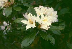 Rhododendron moulmainense 3.jpg