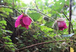Rubus Roseus - Flickr - Dick Culbert.jpg