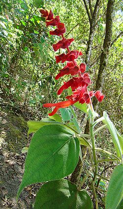 Salvia libanensis (14691034404).jpg