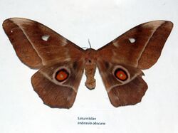 Saturniidae - Imbrasia obscura.JPG