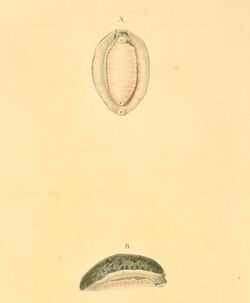 Scaphis atra 1831.jpg