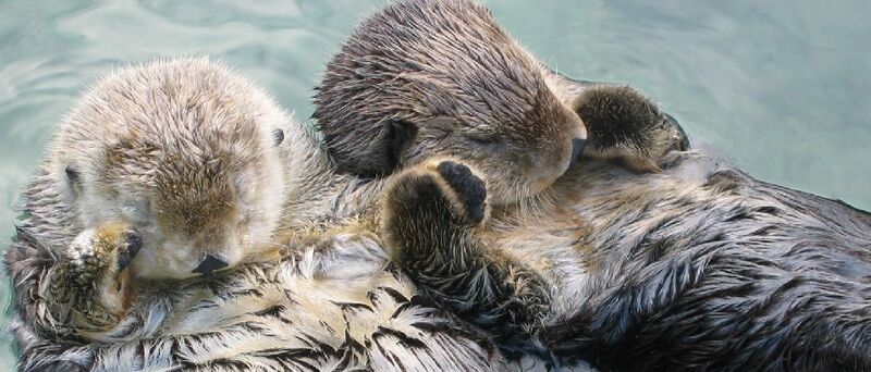 File:Sea otters holding hands, cropped.jpg
