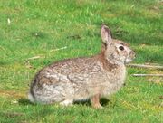 Brown rabbit