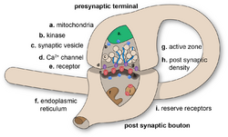 Synapse figure.png