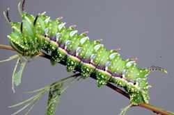 Syssphinx hubbardi caterpillar.jpg