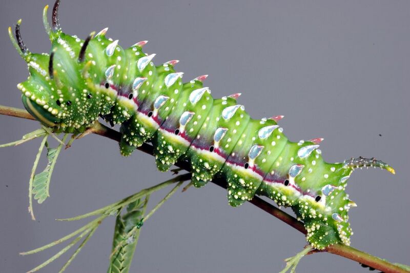File:Syssphinx hubbardi caterpillar.jpg