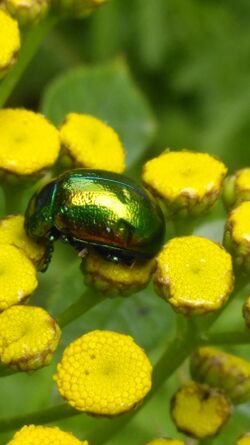 Tansy beetle on Tansy flower heads 2.jpg