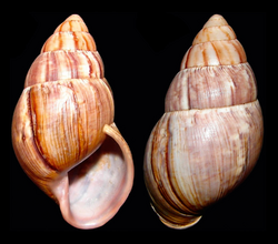 Thaumastus flori shell.png