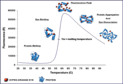 Thermal Shift Assay.png