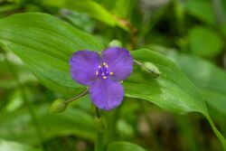 Tradescantia ernestiana.jpg