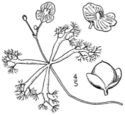 Utricularia radiata BB-1913.png
