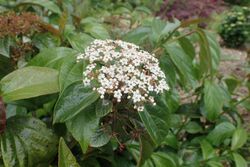 Viburnum japonicum kz2.jpg