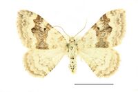 Xanthorhoe montanata SLU.JPG