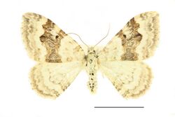 Xanthorhoe montanata SLU.JPG